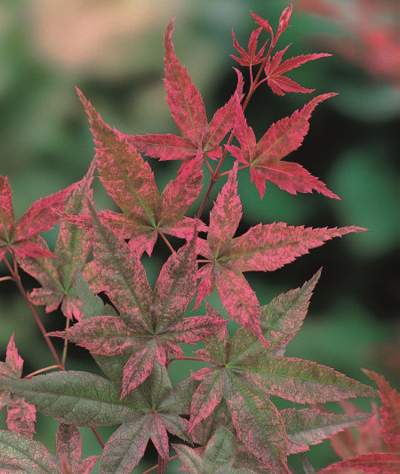 Acer palmatum ‘Beni-maiko’ - Japanse esdoorn