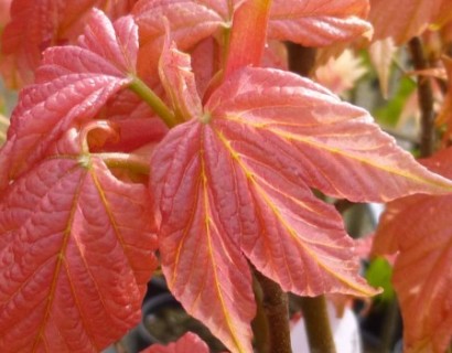 Acer pseudoplatanus ‘Brilliantissimum’ op stam