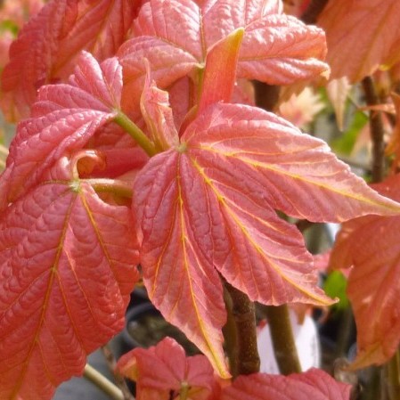 Acer pseudoplatanus ‘Brilliantissimum’ op stam - Japanse esdoorn