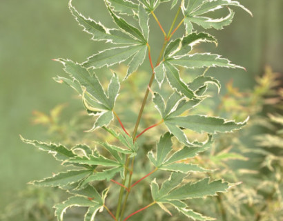 Acer palmatum ‘Butterfly’