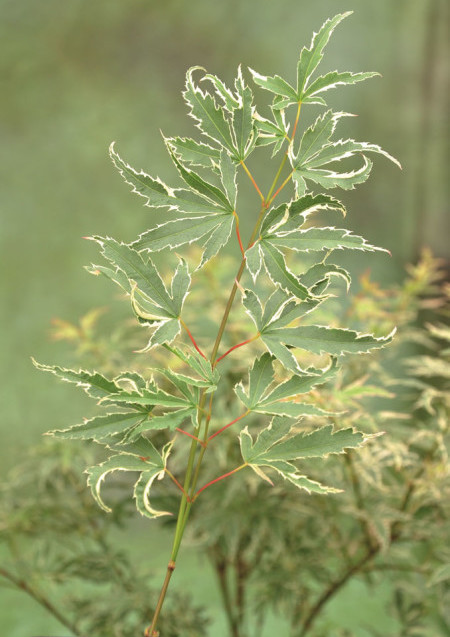 Acer palmatum ‘Butterfly’ - Japanse esdoorn