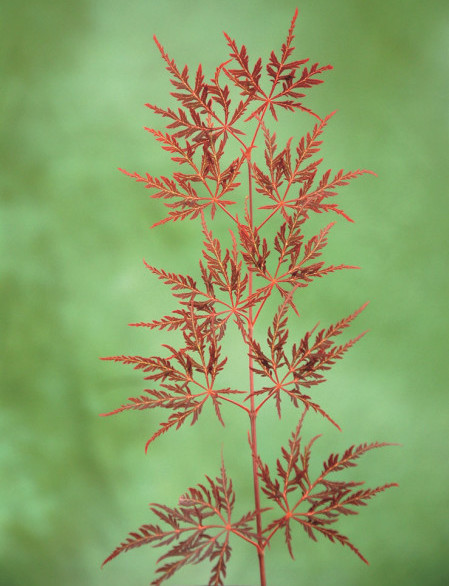 Acer palmatum ‘Garnet’ - Japanse esdoorn