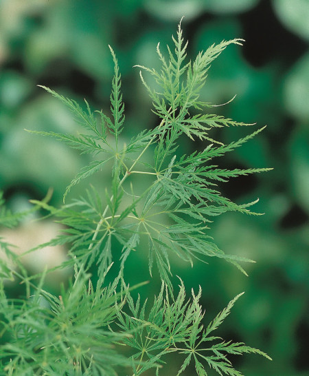 Acer palmatum ‘Dissectum’ - Japanse esdoorn