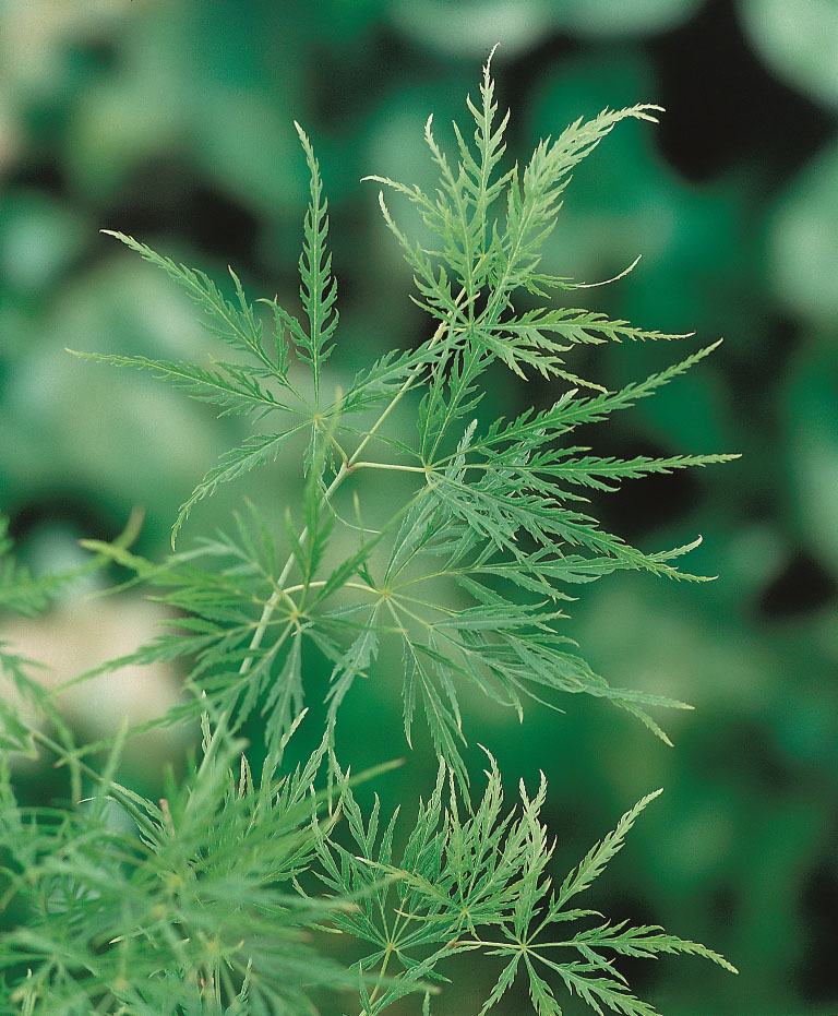 Sierlijke esdoorns japanse tuin