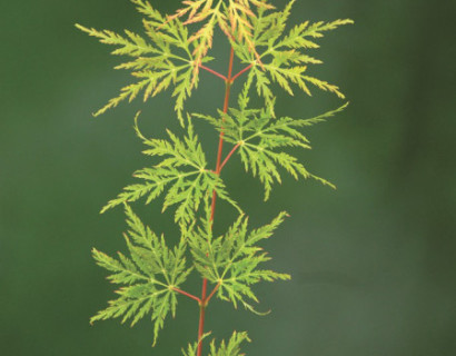 Acer palmatum ‘Emerald Lace’ - Japanse esdoorn