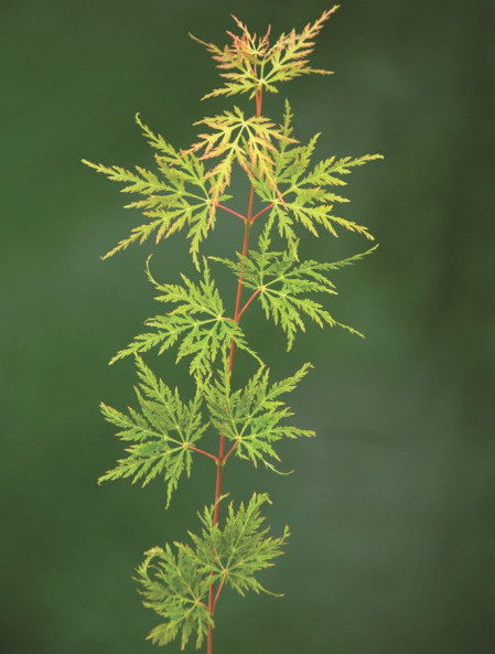 Acer palmatum ‘Emerald Lace’ - Japanse esdoorn