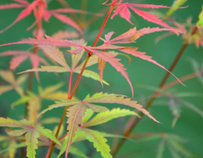 Acer palmatum ‘Jerre Schwartz’ - Japanse esdoorn