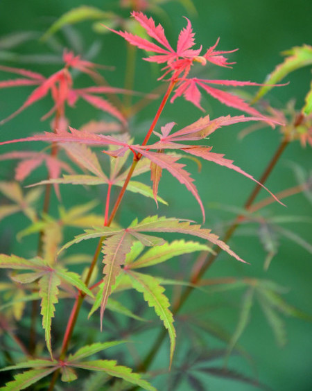 Acer palmatum ‘Jerre Schwartz’ - Japanse esdoorn