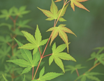 Acer palmatum ‘Katsura’ - Japanse esdoorn