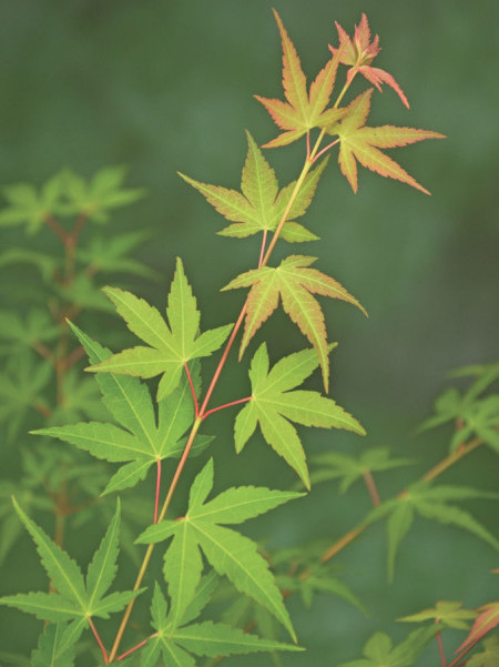 Acer palmatum ‘Katsura’ - Japanse esdoorn