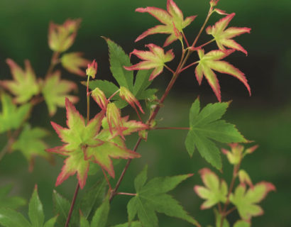 Acer palmatum ‘Little Princess’ - Japanse esdoorn