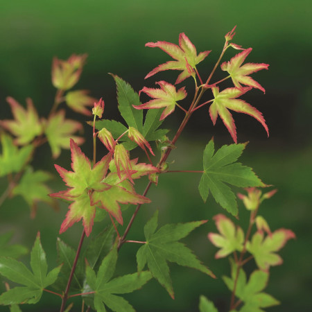 Acer palmatum ‘Little Princess’ - Japanse esdoorn