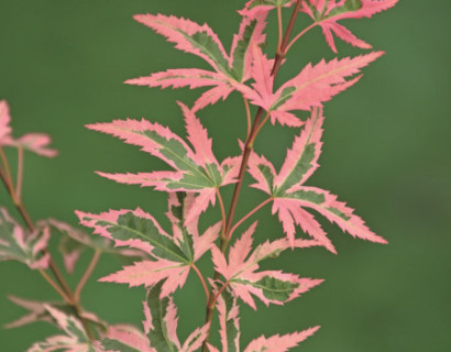 Acer palmatum ‘Marlo’