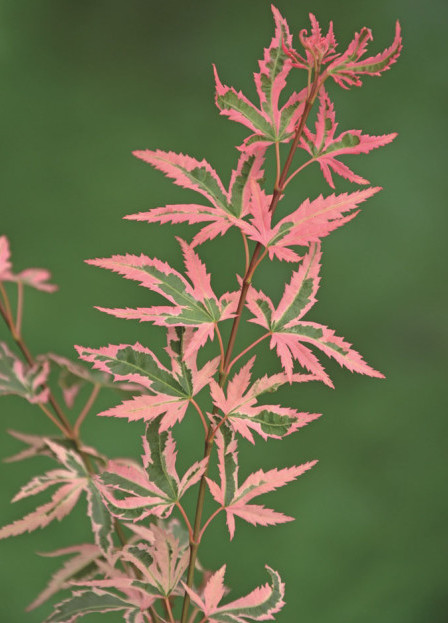 Acer palmatum ‘Marlo’ - Japanse esdoorn