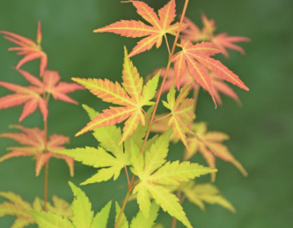 Acer palmatum ‘Orange Dream’ - Japanse esdoorn