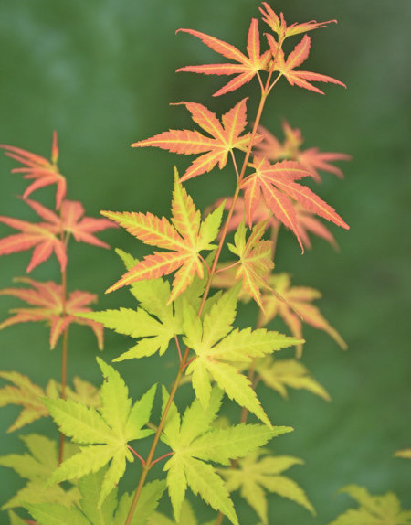 Acer palmatum ‘Orange Dream’ - Japanse esdoorn