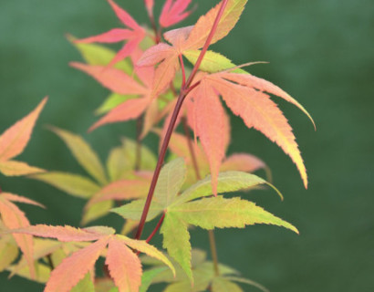 Acer palmatum ‘Osakazuki’ - Japanse esdoorn
