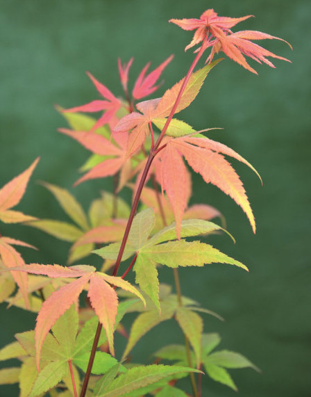 Acer palmatum ‘Osakazuki’ - Japanse esdoorn