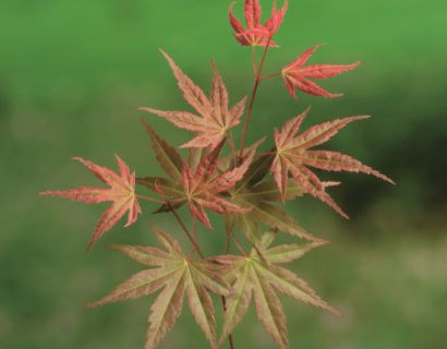 Acer palmatum ‘Phoenix’ - Japanse esdoorn
