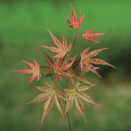 Acer palmatum ‘Phoenix’ - Japanse esdoorn