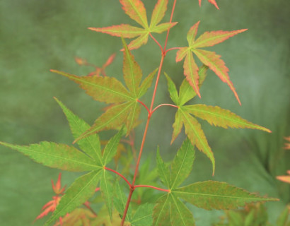 Acer palmatum ‘Sangokaku’