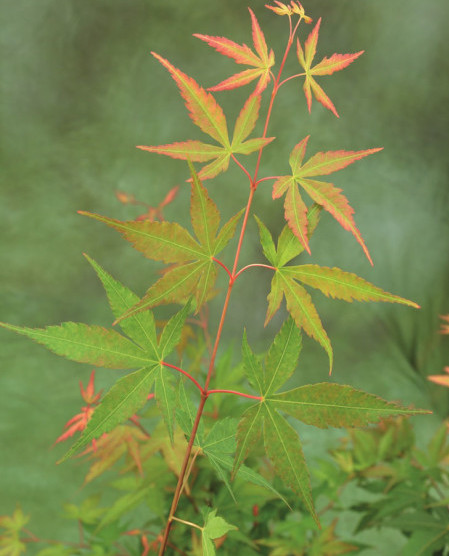 Acer palmatum ‘Sangokaku’ - Japanse esdoorn