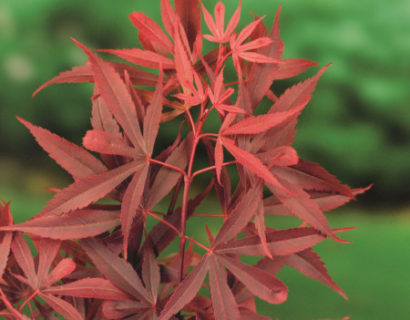 Acer palmatum ‘Shaina’ - Japanse esdoorn