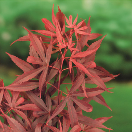 Acer palmatum ‘Shaina’ - Japanse esdoorn