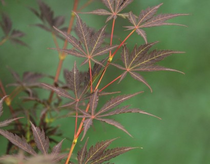 Acer palmatum ‘Sumi-nagashi’ - Japanse esdoorn