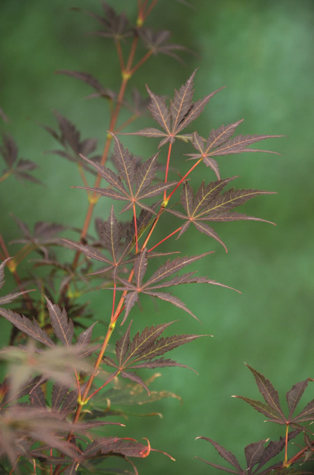 Acer palmatum ‘Sumi-nagashi’ - Japanse esdoorn