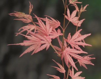 Acer palmatum ‘Taylor’