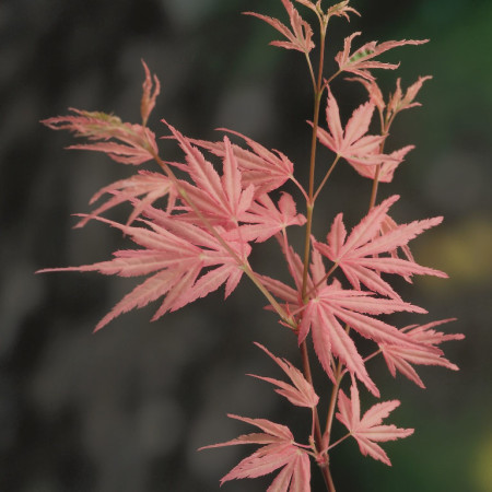 Acer palmatum ‘Taylor’ - Japanse esdoorn