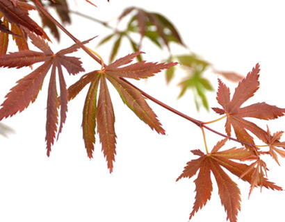 Acer palmatum ‘Trompenburg’