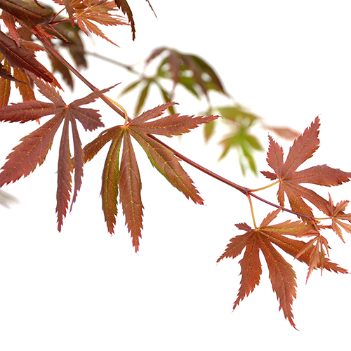 Acer palmatum ‘Trompenburg’ - Japanse esdoorn