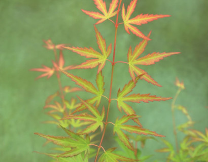 Acer palmatum ‘Wilson’s Pink Dwarf’