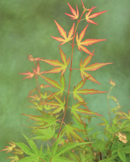 Acer palmatum ‘Wilson’s Pink Dwarf’ - Japanse esdoorn