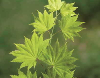 Acer shirasawanum ‘Jordan’ - Japanse esdoorn