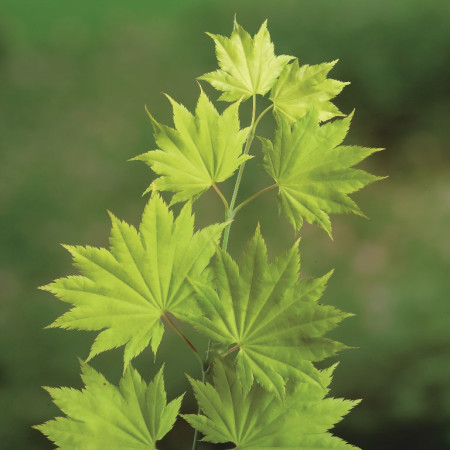 Acer shirasawanum ‘Jordan’ - Japanse esdoorn