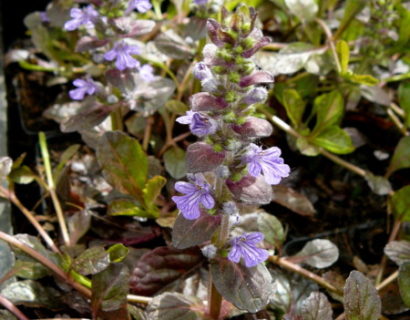 Ajuga reptans ‘Atropurpurea’ - zenegroen