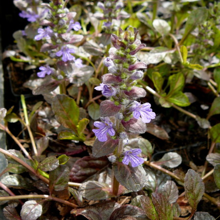 Ajuga reptans ‘Atropurpurea’ - zenegroen