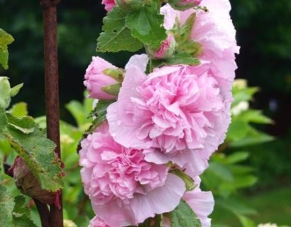 Alcea rosea ‘Chaters Double Pink’ (grote pot) - stokroos