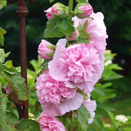 Alcea rosea ‘Chaters Double Pink’ (grote pot) - stokroos