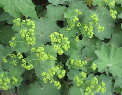 Ik wil graag bodembedekkers in mijn tuin. Welke planten zijn hiervoor geschikt? (INFOBROCHURE)