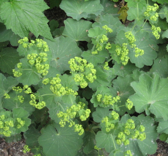 Alchemilla mollis - vrouwenmantel