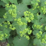 Ik wil graag bodembedekkers in mijn tuin. Welke planten zijn hiervoor geschikt? (INFOBROCHURE)