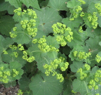 Alchemilla mollis - vrouwenmantel
