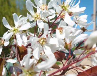 Amelanchier arborea ‘Robin Hill’