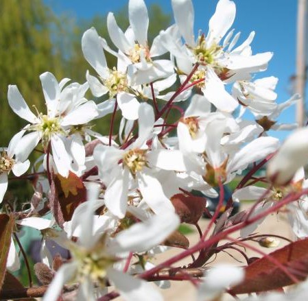 Amelanchier arborea ‘Robin Hill’ - krentenboom