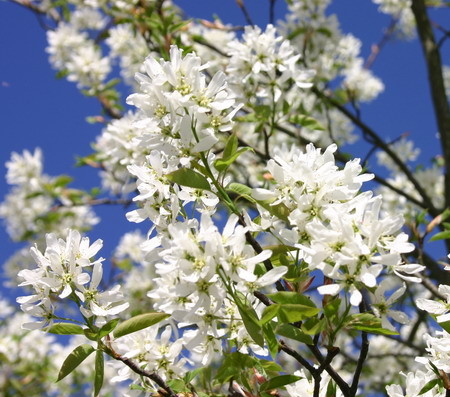 Amelanchier ‘Ballerina’ - krentenboom