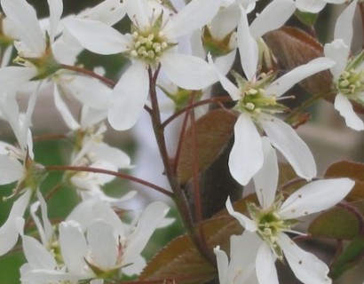 Amelanchier lamarckii boom - krentenboom